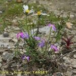 Malcolmia flexuosa Habitus