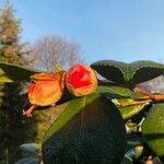 Camellia japonica Kvet