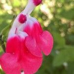 Salvia microphylla花