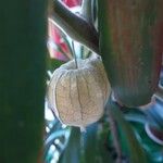 Physalis pubescens Fruit