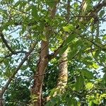 Juglans regia Агульны выгляд