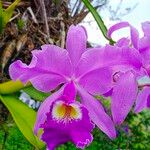 Cattleya trianaeफूल