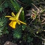 Narcissus minor Flower