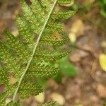 Dryopteris carthusiana برگ