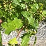 Acer × coriaceum Feuille