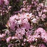 Rhododendron pubescens Flor