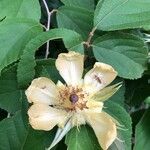 Luehea candida Flor