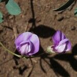 Lathyrus lanszwertii Floare