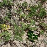 Pseudorlaya pumila ശീലം