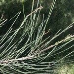 Casuarina equisetifolia Лист