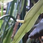Rhipsalis micrantha Kukka