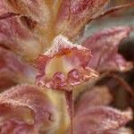 Orobanche rapum-genistae Flower