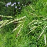 Bromus ramosus पत्ता