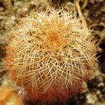 Echinocereus fendleri Levél