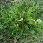 Crepis albida Hábito