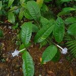 Psychotria urbaniana Leaf