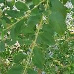 Robinia pseudoacacia पत्ता
