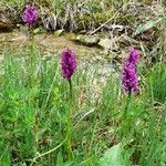 Dactylorhiza majalis Fula