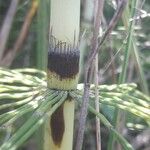 Equisetum telmateia Sonstige