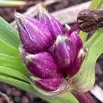 Tradescantia virginiana Fiore