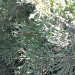 Juniperus phoenicea পাতা