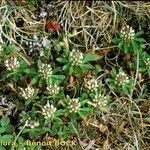 Trifolium bocconei Natur