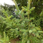 Picea engelmannii Лист