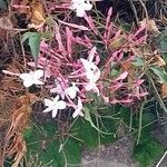 Jasminum polyanthum Цвят