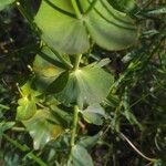 Euphorbia serrata Hoja