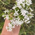 Stenaria nigricans Flower