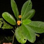 Notopleura polyphlebia Flor