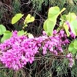 Cercis chinensis ফুল