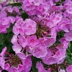 Phlox maculata Fleur