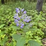 Scutellaria incana Blüte