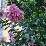 Lagerstroemia indicaЦветок