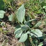 Senecio provincialis Leaf