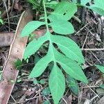 Solanum seaforthianum Feuille