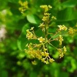 Cotinus coggygriaBlodyn