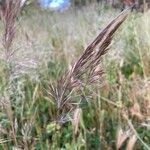 Bromus madritensis Blatt