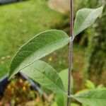 Buddleja davidiiLeaf