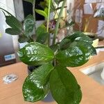 Zamioculcas zamiifolia Blatt