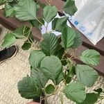 Alnus incana Fulla