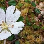 Rubus chamaemorus Flower