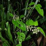 Solanum calidum Hábito