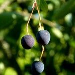 Chionanthus virginicus Fruit