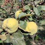 Cydonia oblonga Fruit