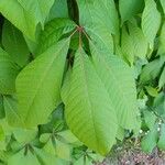 Aesculus parviflora Hoja