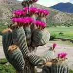 Echinocereus rigidissimus 叶