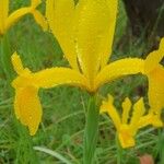 Iris × hollandica Floro
