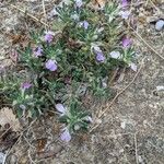 Ajuga iva Habitat